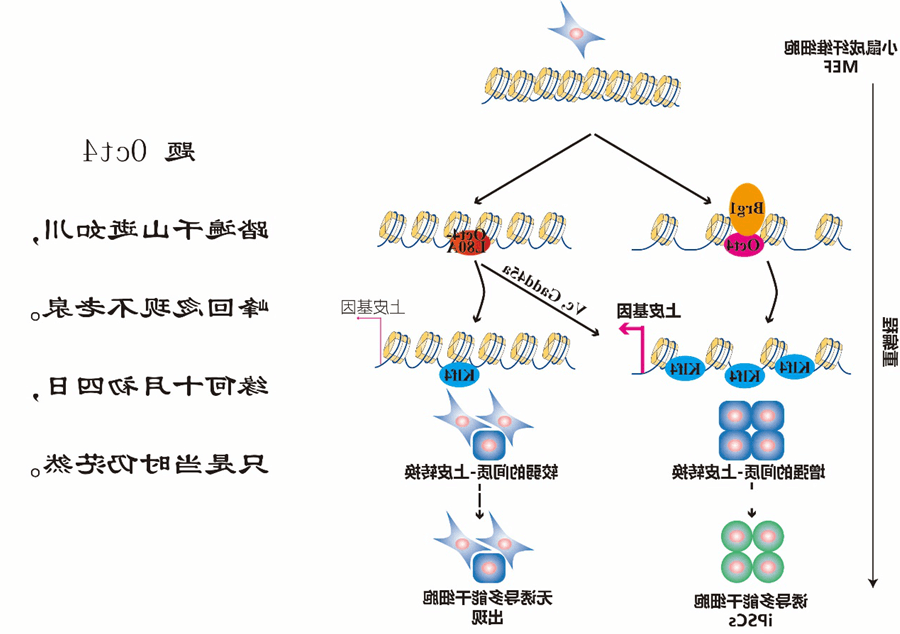 EMBO Journal|科学家揭示iPS重编程因子解锁异染色质之谜